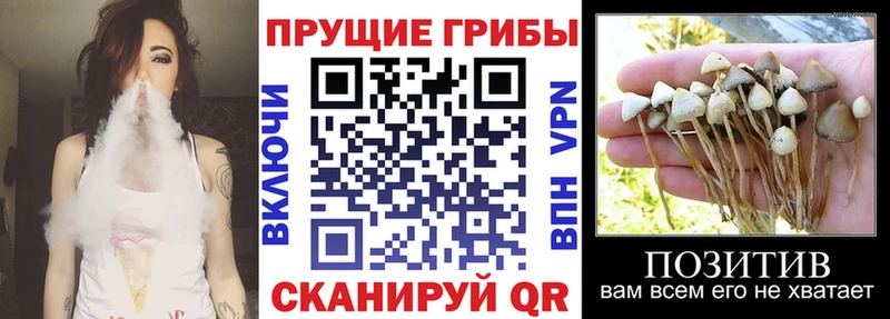Галлюциногенные грибы Cubensis  Судогда 